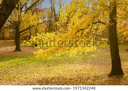 Colors of Fall. A tree whose leaves have turned golden yellow during autumn, shining bright in the afternoon sun, against a clear blue sky, Picture was taken in the State of New Jersey, USA