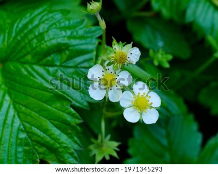 Flowers of wild stawberry. Fragaria vesca, commonly called wild strawberry, woodland strawberry, Alpine strawberry,is a perennial herbaceous plant in the rose family.