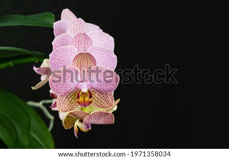 Close-up of pink striped with points orchid flower Phalaenopsis 'Demi Deroose' known as Moth Orchid on black background. Beautiful flower. Nature concept for design. Place for your text. Royalty-Free Stock Photo #1971358034