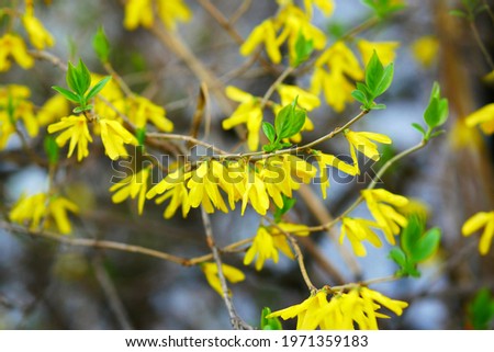 The blossoming  Forsythia  branch with yellow bright flowers, a close up macro it is horizontally. Forsythia. Oleaceae Family. Copy space