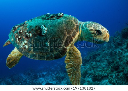 A loggerhead turtle who judging by his size and barnacles on his shell is old. The turtle is cruising the reef during mating season looking for a partner