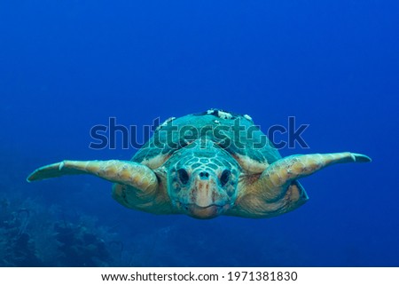 A loggerhead turtle who judging by his size and barnacles on his shell is old. The turtle is cruising the reef during mating season looking for a partner