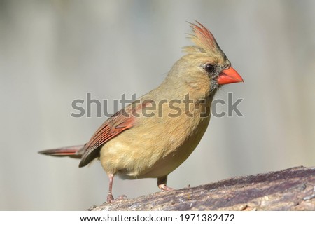 A picture of a bird over a colored beak