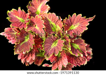 Coleus with natural lighting and black background