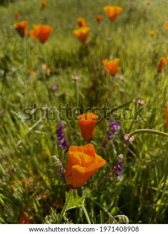 A picture of poppies in nature.