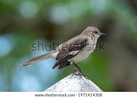 Mockingbird perched on top of a headstone in a Wilmington, NC cemetery 