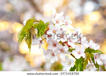 Blossom cherry flowers. Spring background