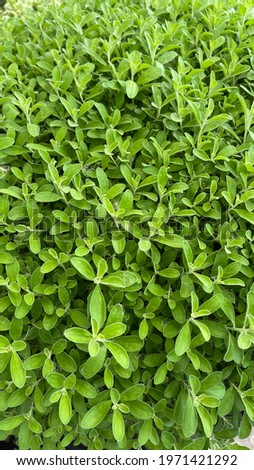 Picture of a small shrub with green leaves.  Take close-ups  Used for background