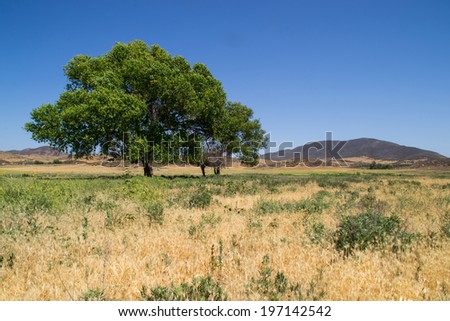 The trees in the California landscape.