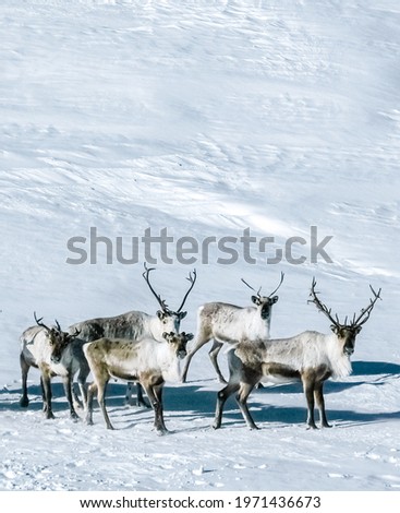 A group of Reindeers in a snowfield