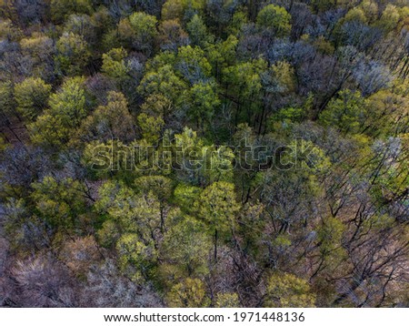 A view above the forest from a drone 