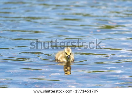 A closeup shot of a cute baby duck swimming in a lake