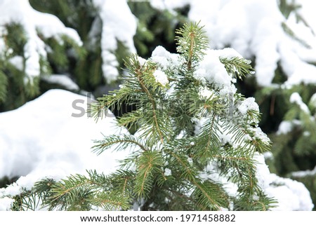 the whole pine tree stands in the snow