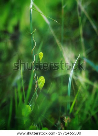 Soft of focus. Natural green leaves plants using as spring background cover page environment ecology or greenery wallpaper