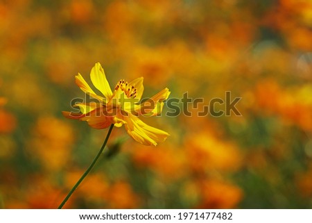 Cosmos sulphureus, also known as  Sulfur Cosmos flower blossoming, bokeh background                              