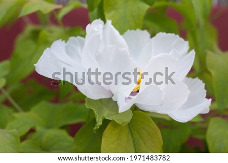 A closeup of a white tree peony blooming in a garden under the sunlight