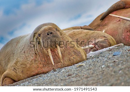 Resting Walrus, Arctic, Svalbard, Norway