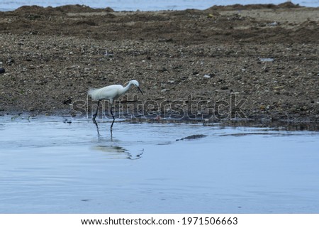 A closeup shot of a beautiful egret on the lake
