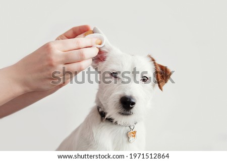 Dog Jack Russell Terrier having ear examination at veterinary clinic. Woman cleaning dogs ear at grooming salon. White background, copy space. Pet health care, treatments concept Royalty-Free Stock Photo #1971512864