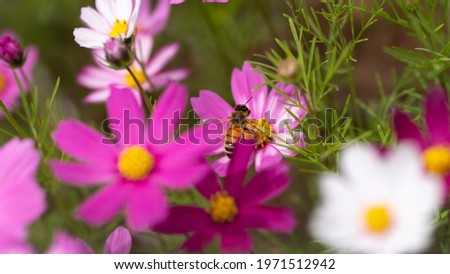 The pink Cosmos bipinnata Cav. and the bees above it in the grass on the outskirts of early summer