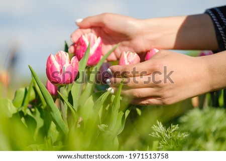 Hands of a girl caring for red tulips in the park