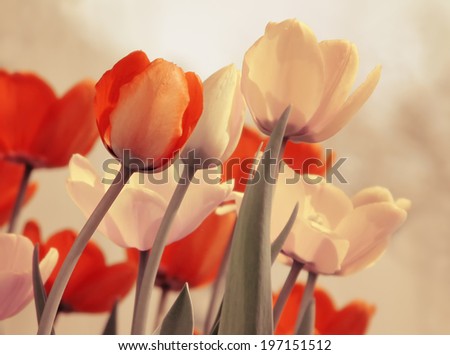 Tulips flowers with retro filter effect. Vintage floral background. 