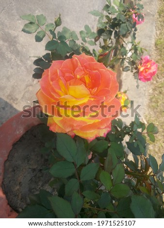 Image of a beautiful ROSE in a pot