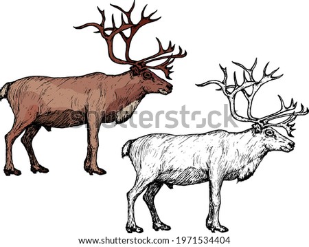 Reindeer with big antler. Hand drawn vector illustration.