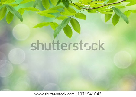 Green leaf for nature on blurred background, close-up green leaves and sunlight, beautiful nature bokeh in garden, copy space for text.