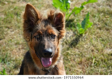young german shepherd dog running in the garden, sunny day and sunlight in summer