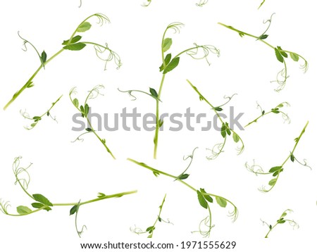 Seamless pattern on white background made of organic green pea microgreen sprout used as healthy nutrition supplement, flavor and texture enhancement, which add sweetness and spiciness to foods