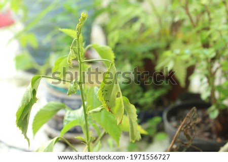 green wild plant on dark blur background. Content contains chrominance noise, luminance noise, sharpening noise, or film grain