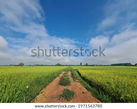 Farm road and blue sky
