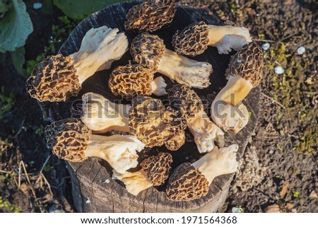 spring morels rare delicious mushrooms