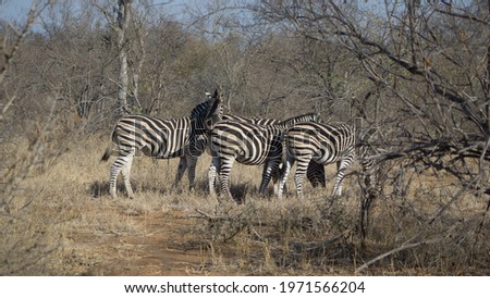 zebra in south africa, kruger natinoalpark