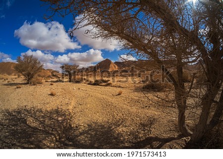 Acacia tree ,Ramon Crater (Makhtesh Ramon),  near the small town of Mitzpe Ramon, Ramon Nature reserve, Negev desert, Israel. Photo taken with a fisheye lens
