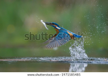 Common European Kingfisher (Alcedo atthis). Kingfisher flying after emerging from water with caught fish prey in beak on green natural background. Kingfisher caught a small fish Royalty-Free Stock Photo #1971585485