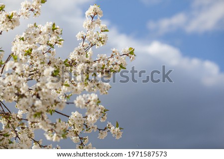 White Cherry Blossom Summer Sky Background Spring