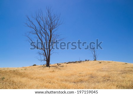 The dead tree in the dry Southern California landscape.