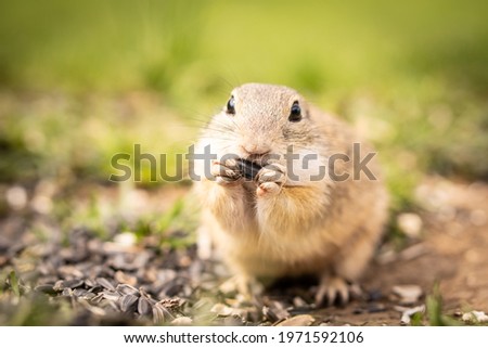 A little ground squirrel eats goodies in a meadow.
