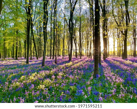 Bluebell woods by setting sun Royalty-Free Stock Photo #1971595211