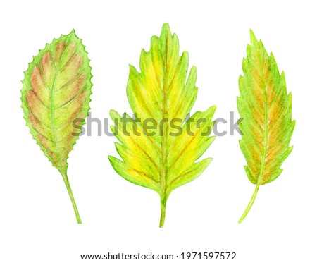 Set of autumn leaves of trees and herbs. Hand drawn watercolor painting. Isolated illustration on a white background. Collection of green, yellow foliage.
