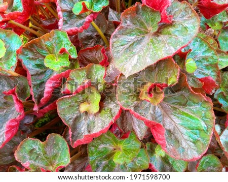 A close up picture of red and green leaves