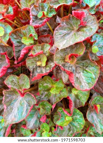 A close up picture of red and green leaves