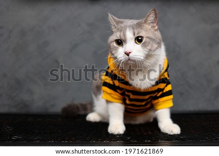 Scottisj fold cat with yellow shirt sitting on the table with gray background. Cat's fashion coat in winter.