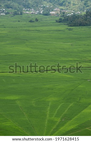 View of Lingko Spider Web Rice Fields While Sunlight Piercing . Flores Island, East Nusa Tenggara, Indonesia 
