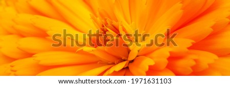 Yellow calendula flower, close up macro banner. Calendula orange Flower, closeup macro. Medicinal Calendula herb. Blooming marigold flowering petals. 