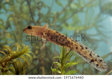 Larva of Fire salamander or Salamandra Salamandra hanging in the water above aquatic vegetation taken from the side under water