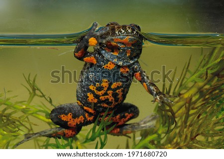 Cute image of colorful Fired bellied toad or Bombina bomina under water sticking head out of the water in a small outdoor aquarium in Lithuania