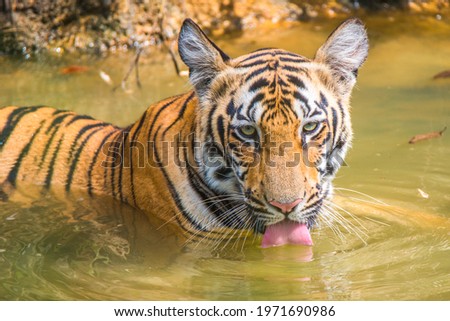 Tiger cubs in Tadoba India